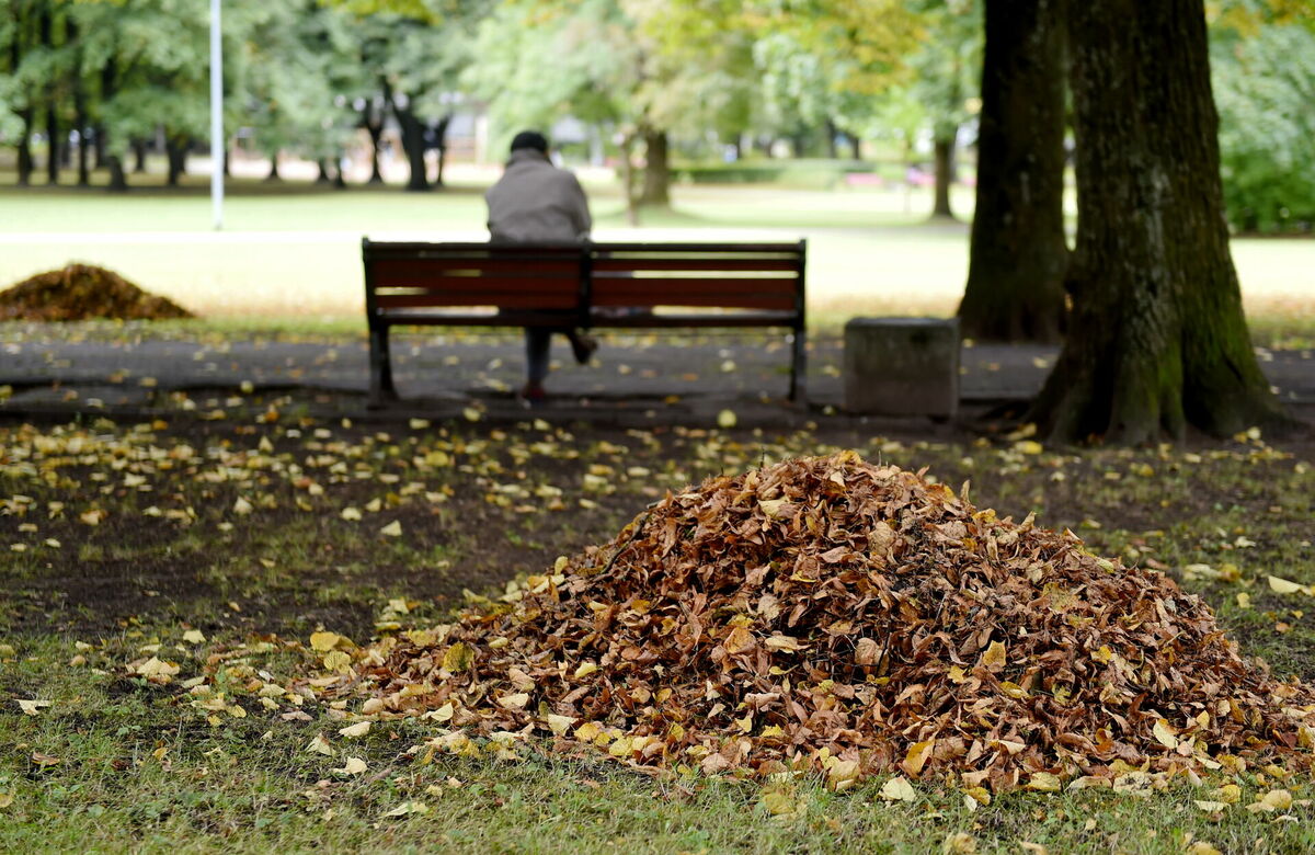 Rudens, parks. Foto: Zane Bitere/LETA