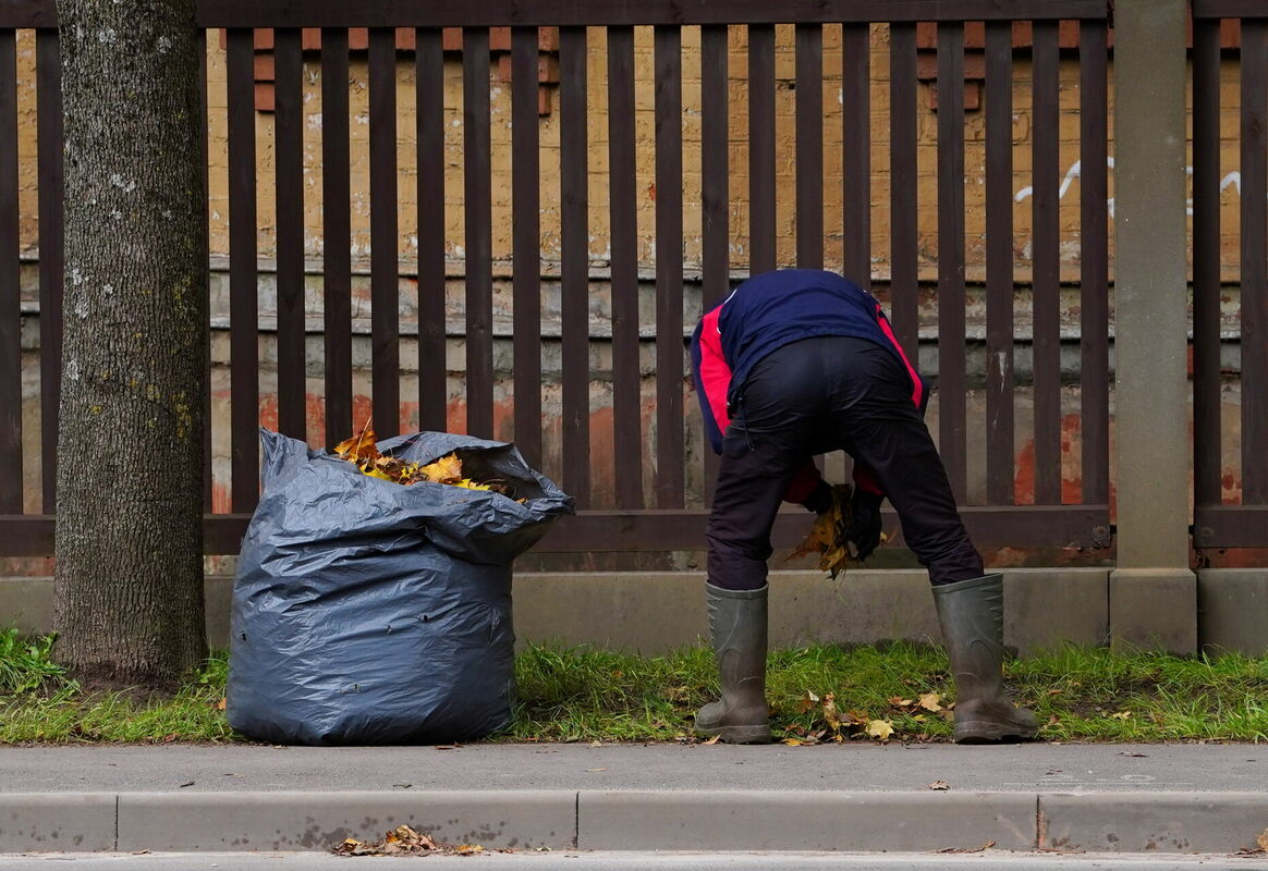 Vīrietis vāc kritušās lapas. Foto: Evija Trifanova/LETA