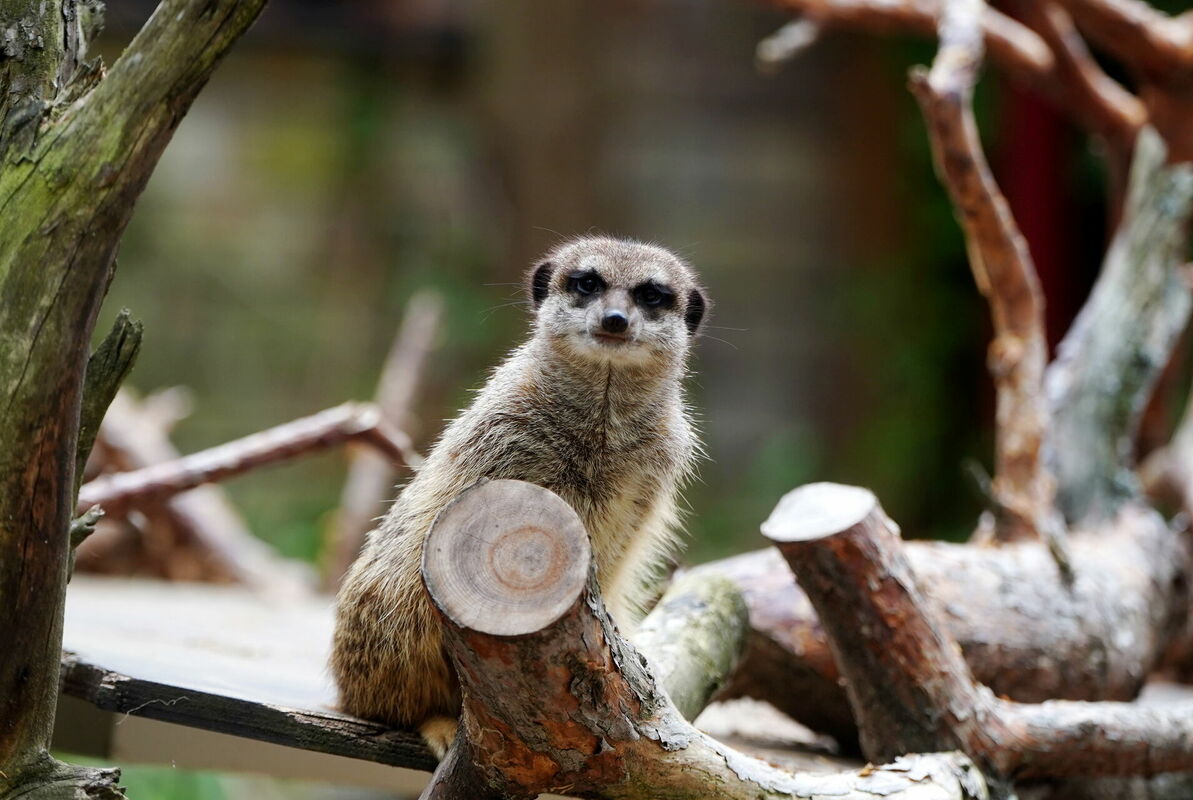 Surikats Rīgas Zooloģiskajā dārzā. Foto: Zane Bitere/LETA