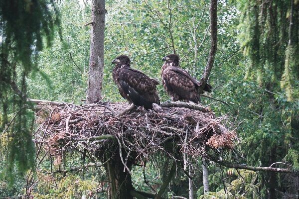 Jūras ērglis. Foto: Latvijas valsts meži