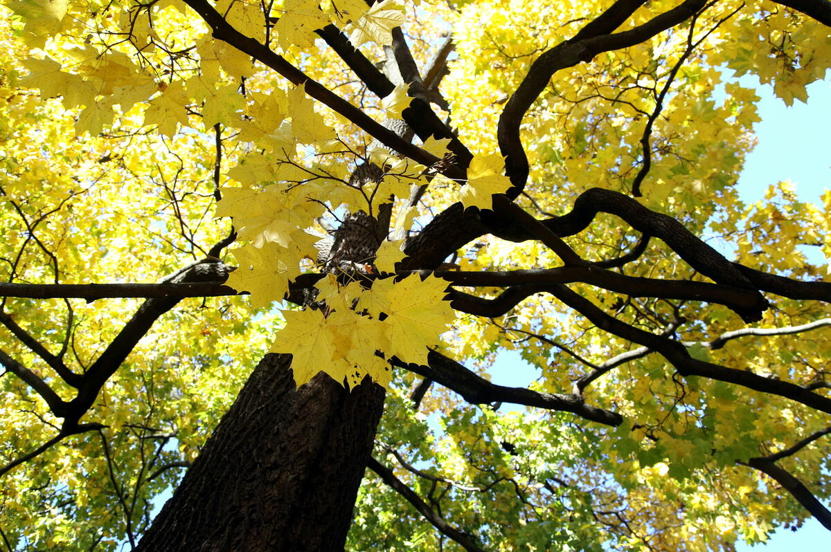 Rudens. Foto: Evija Trifanova/LETA