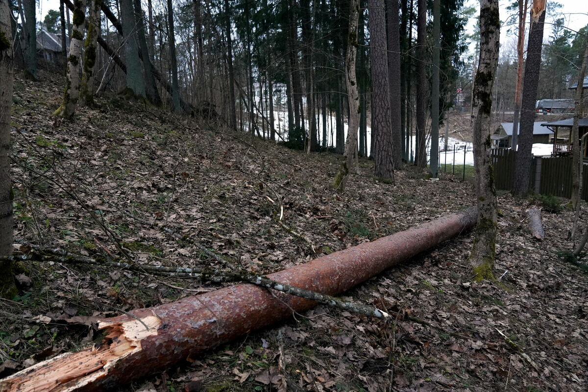 Foto: Edijs Pālens/LETA