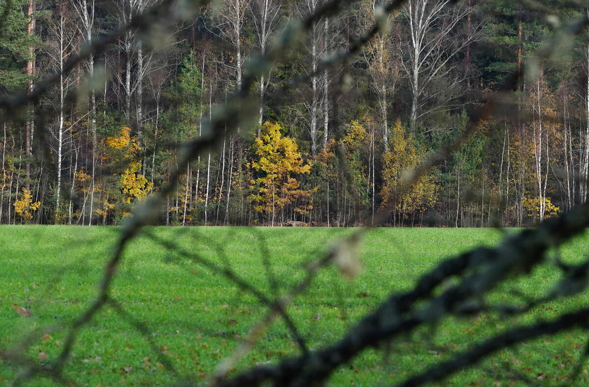 Rudens ainava. Foto: Evija Trifanova/LETA