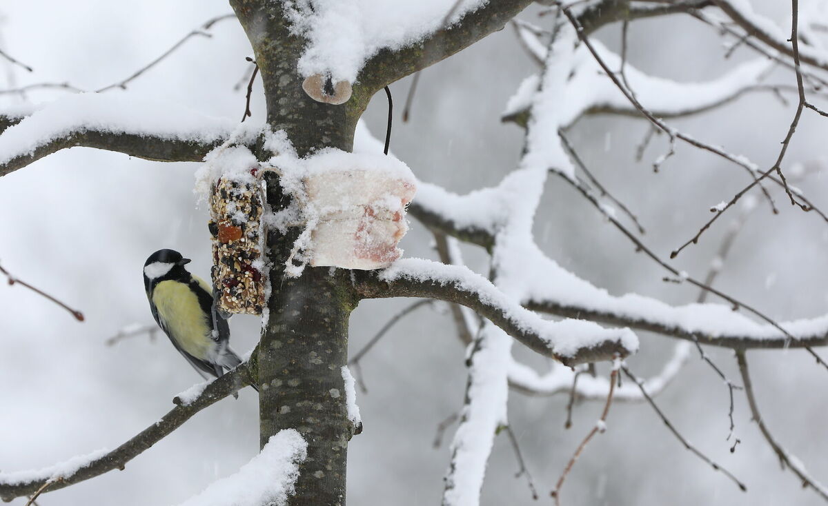 Zīlīte pie barotavas putenī Lucavsalā. Foto: Evija Trifanova/LETA