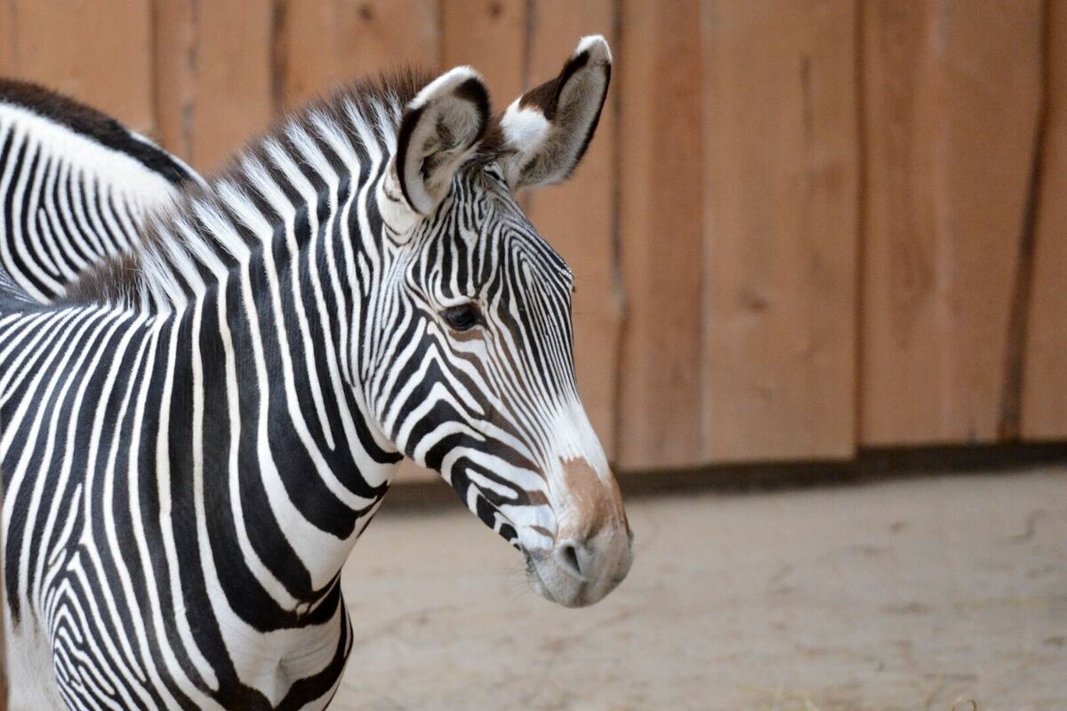 Grevi zebra Rīgas Zoodārzā. Foto: Māris Lielkalns