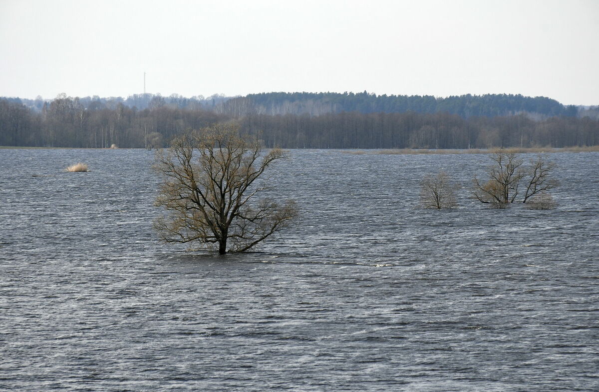 Applūdis dabas parks "Dvietes paliene". Foto: Ivars Soikāns/LETA