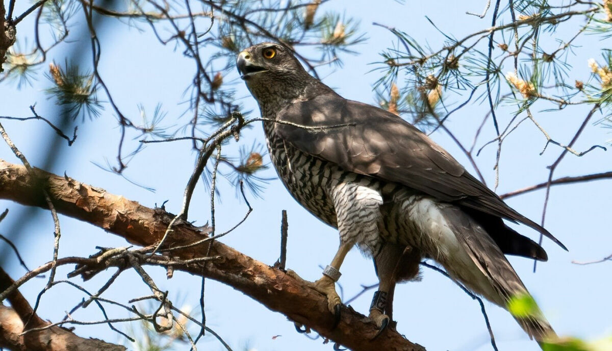 Grīziņkalna apmeklētājus pārsteidzis vistu vanags. Foto: "X"/@VilnisKirsis