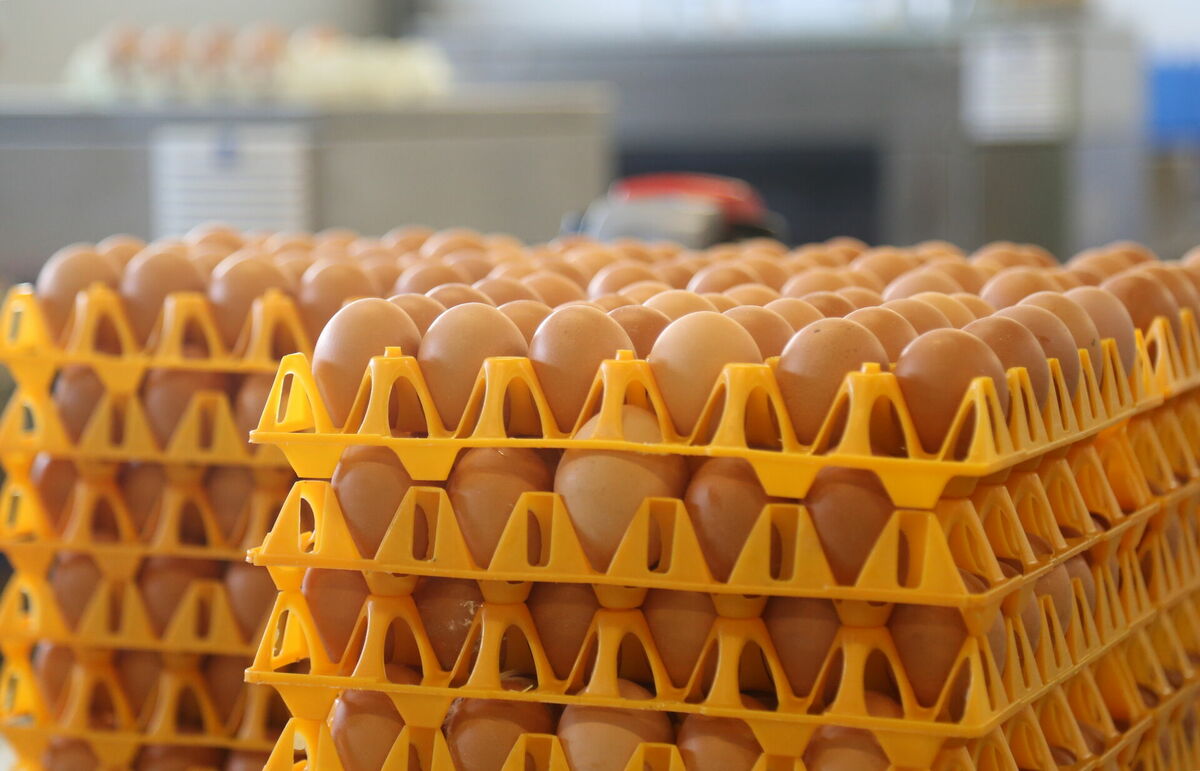 Olas. Foto: Paula Čurkste/LETA