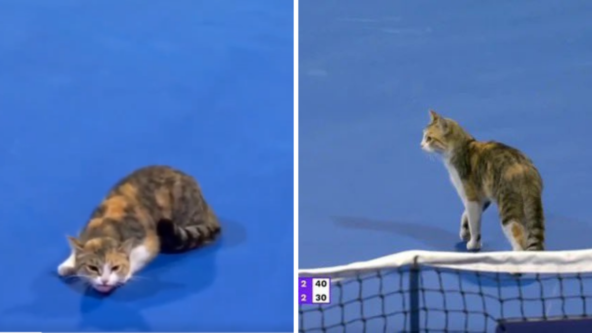 "Dohas kaķis"/ Foto: Ekrānšāviņš no video