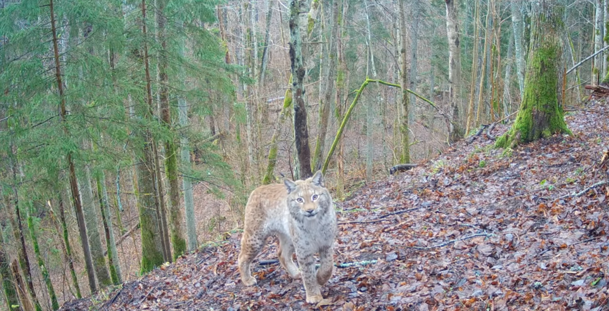Foto: Ekrānuzņēmums/Kristaps Vilks