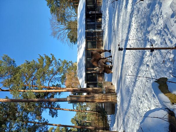 Kamielēns. Foto: 360 Ziņas