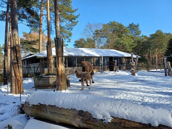 Kamielēns. Foto: 360 Ziņas