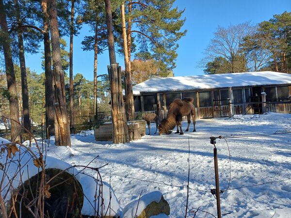Kamielēns. Foto: 360 Ziņas