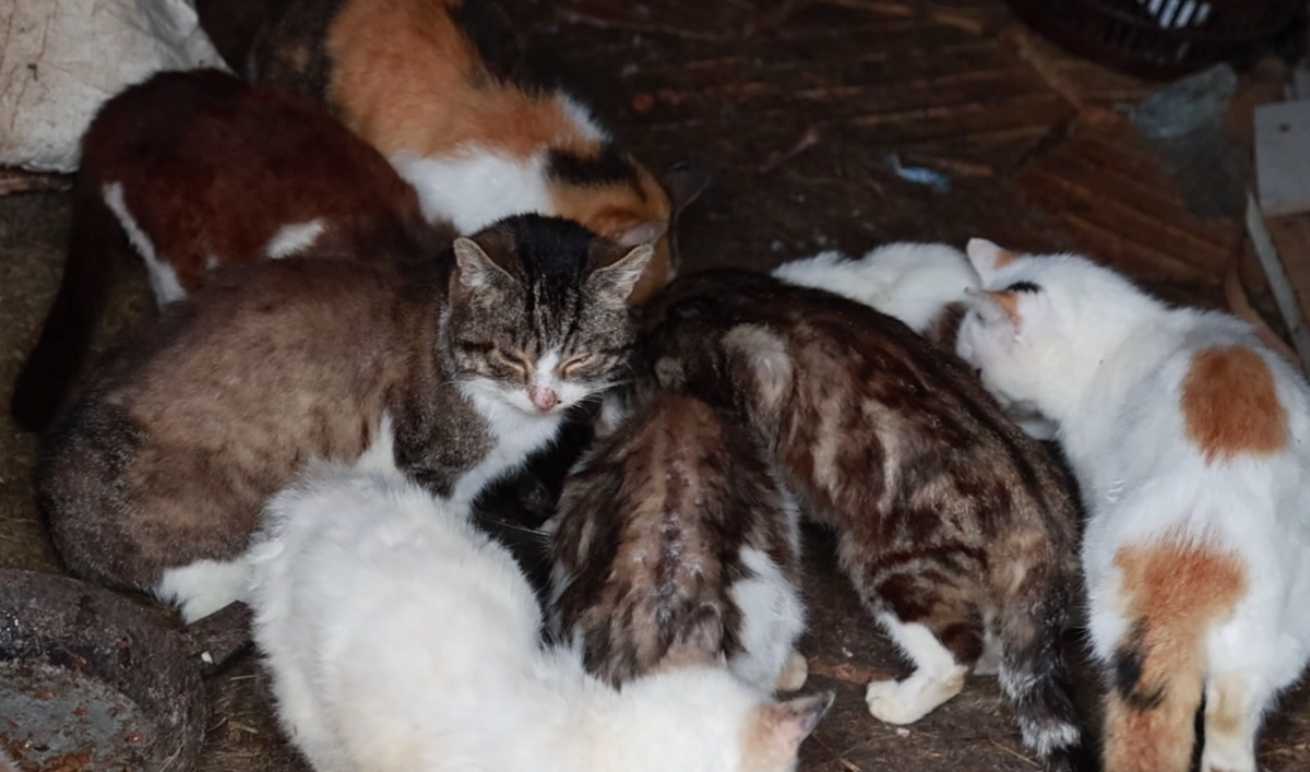 Foto: Ekrānšāviņš no sižeta