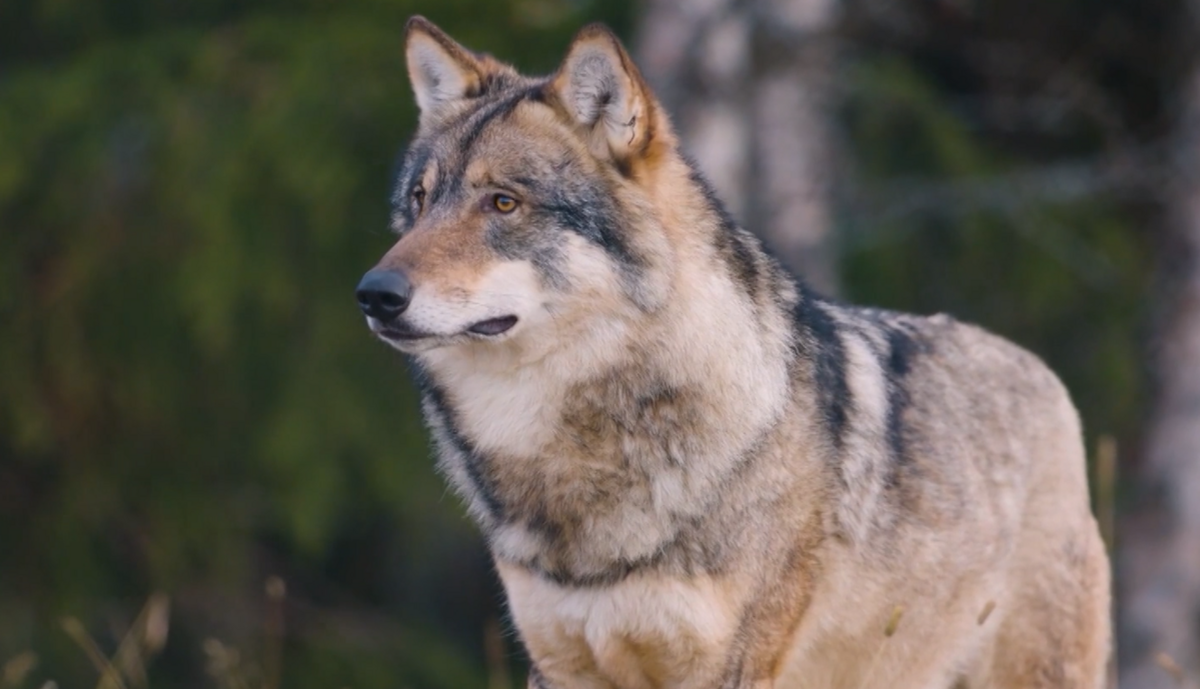 Vilks. Foto: Ekrānšāviņš no video