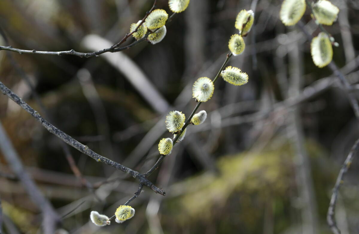 Foto: Evija Trifanova/LETA