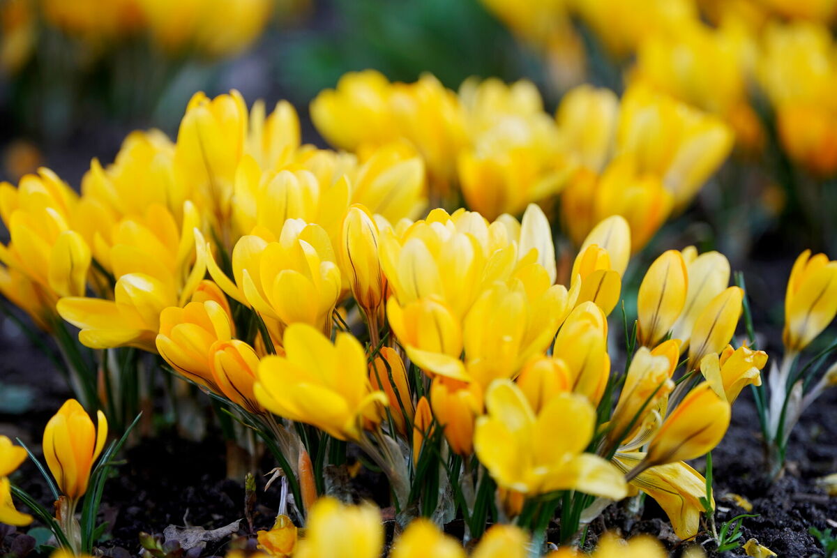 Foto: Zane Bitere/LETA