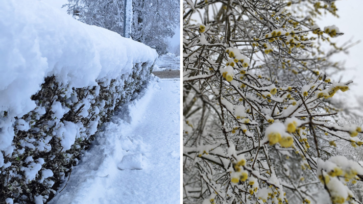 5. aprīlis Cēsīs. Foto: Zane Eniņa