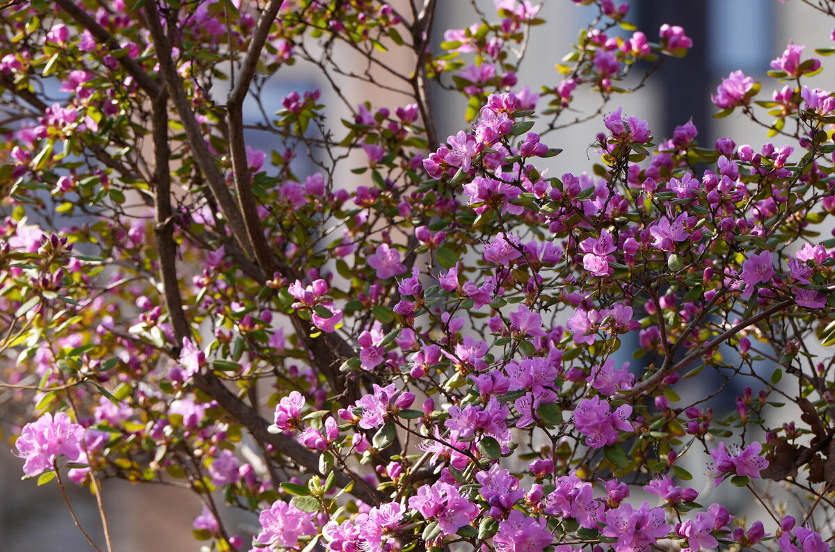 Ziedoši rododendri. Foto: Evija Trifanova/LETA