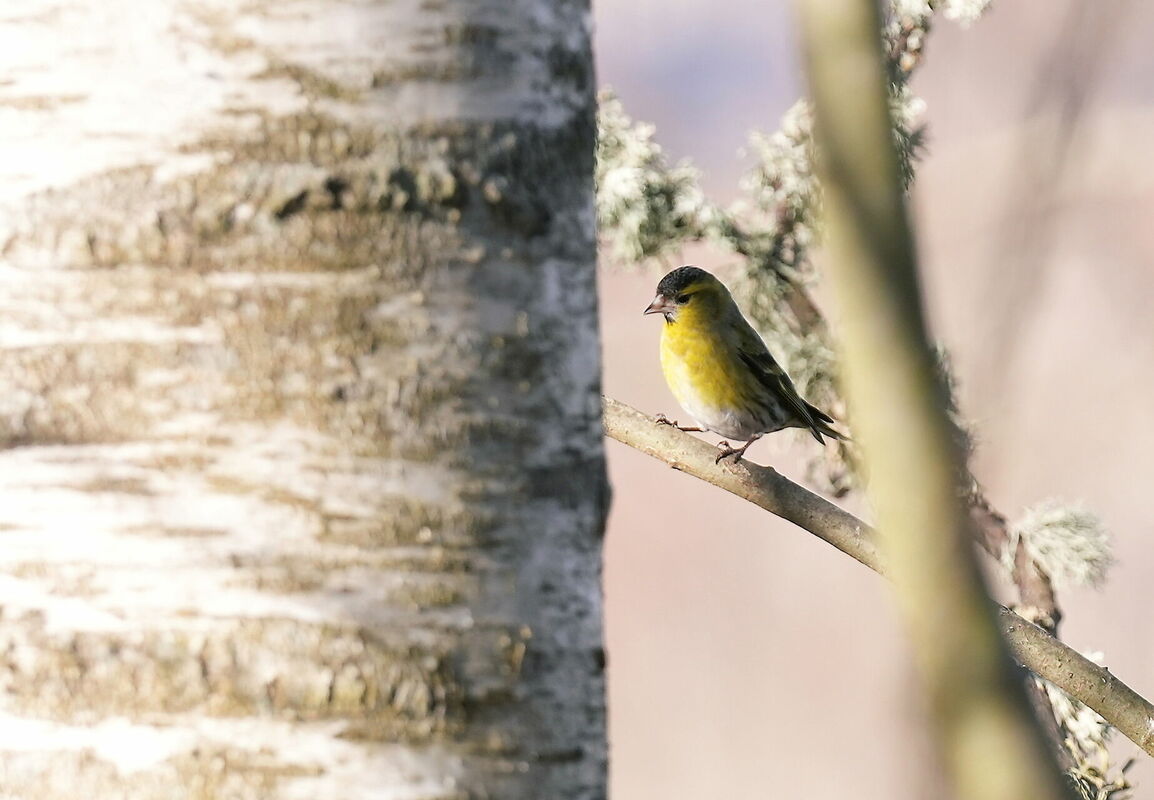 Ķivulis. Foto: Evija Trifanova/LETA