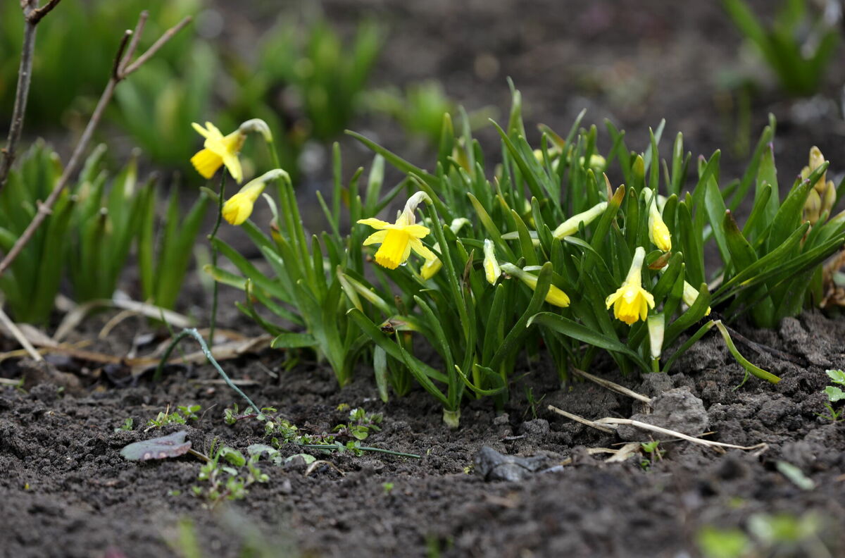 Narcises. Foto: Evija Trifanova/LETA