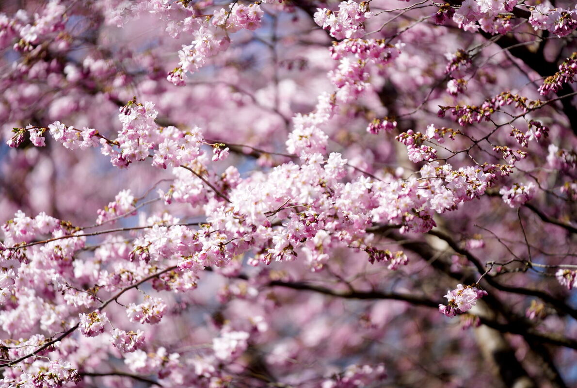 Ziedošas sakuras Uzvaras parkā. Foto: Zane Bitere/LETA