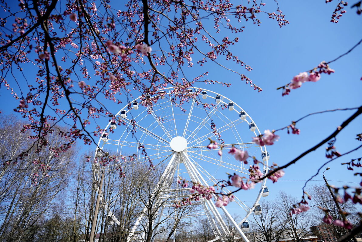 Ziedošas sakuras un Rīgas panorāmas rats. Foto: Zane Bitere