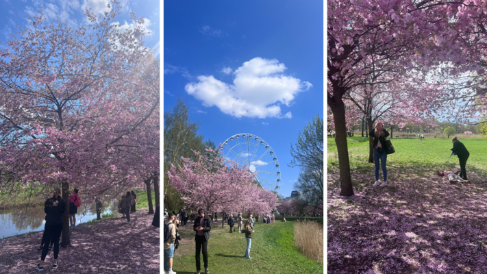 Sakuras Uzvaras parkā Foto: 1188.lv