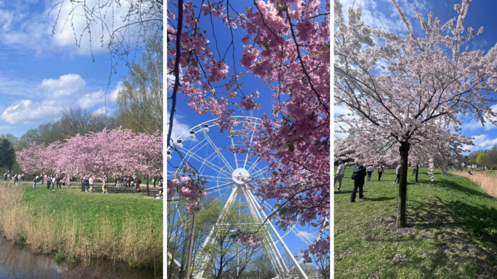 Sakuras Uzvaras parkā Foto: 1188.lv