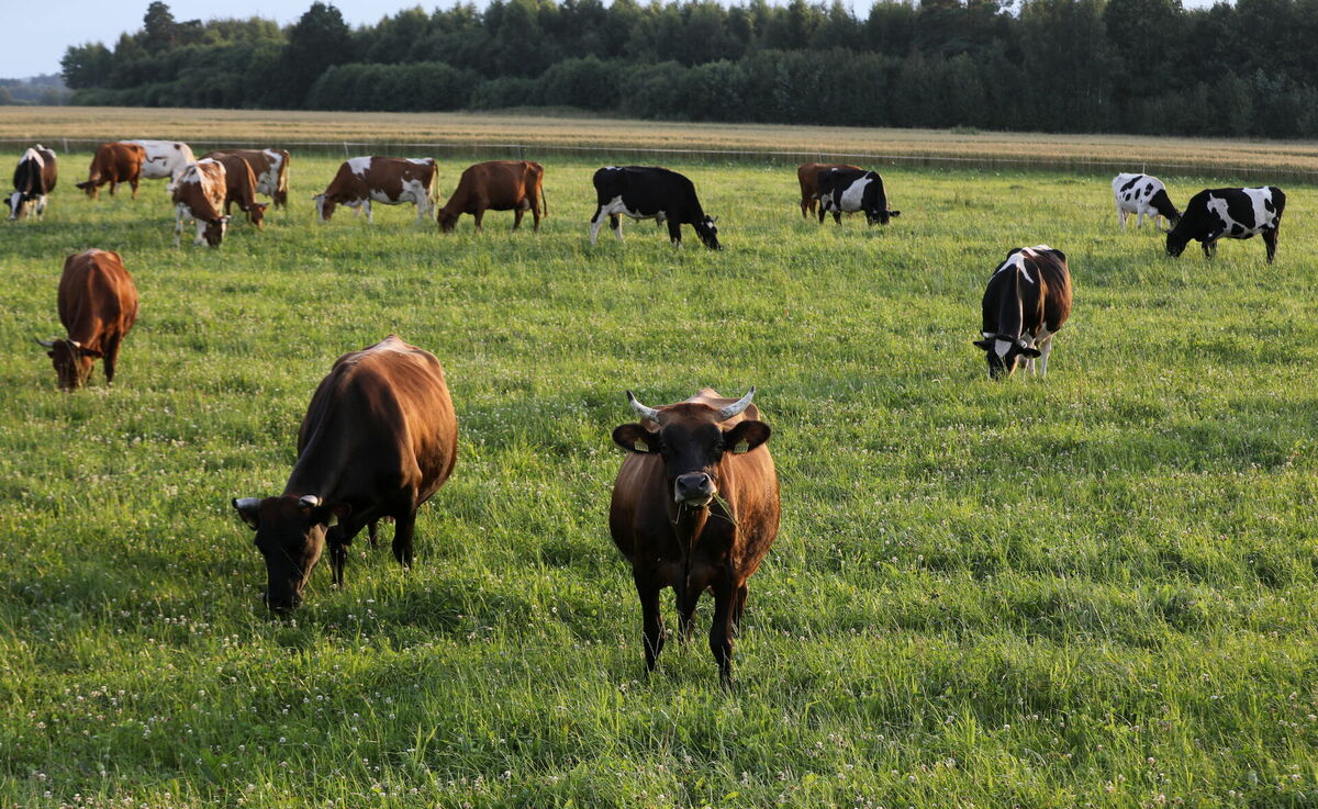 Foto: Evija Trifanova/LETA