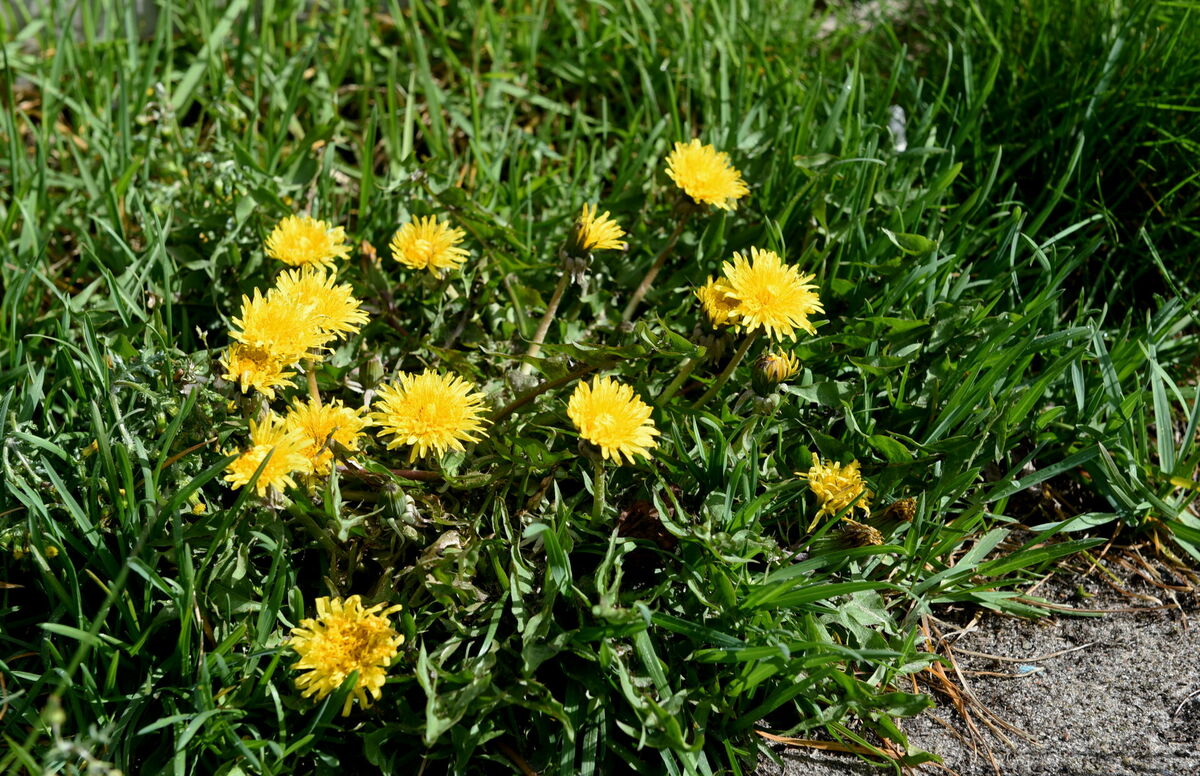 Pienenes zied. Foto: Zane Bitere/LETA