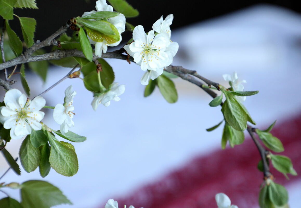 Foto: Paula Čurkste/LETA