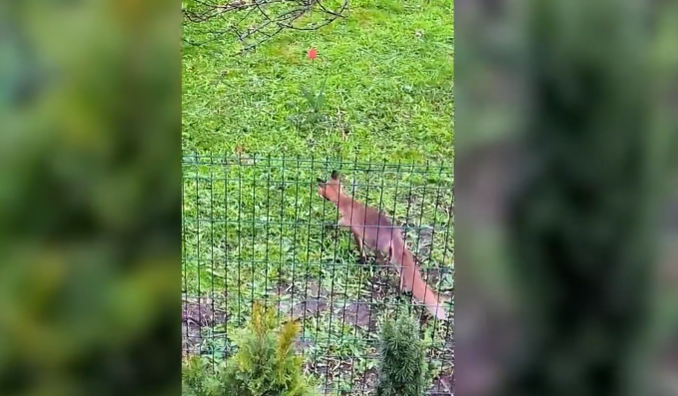 Foto: ekrānuzņēmums no 1188play