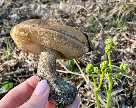 Foto: Facebook/Sēņu medniekiem
