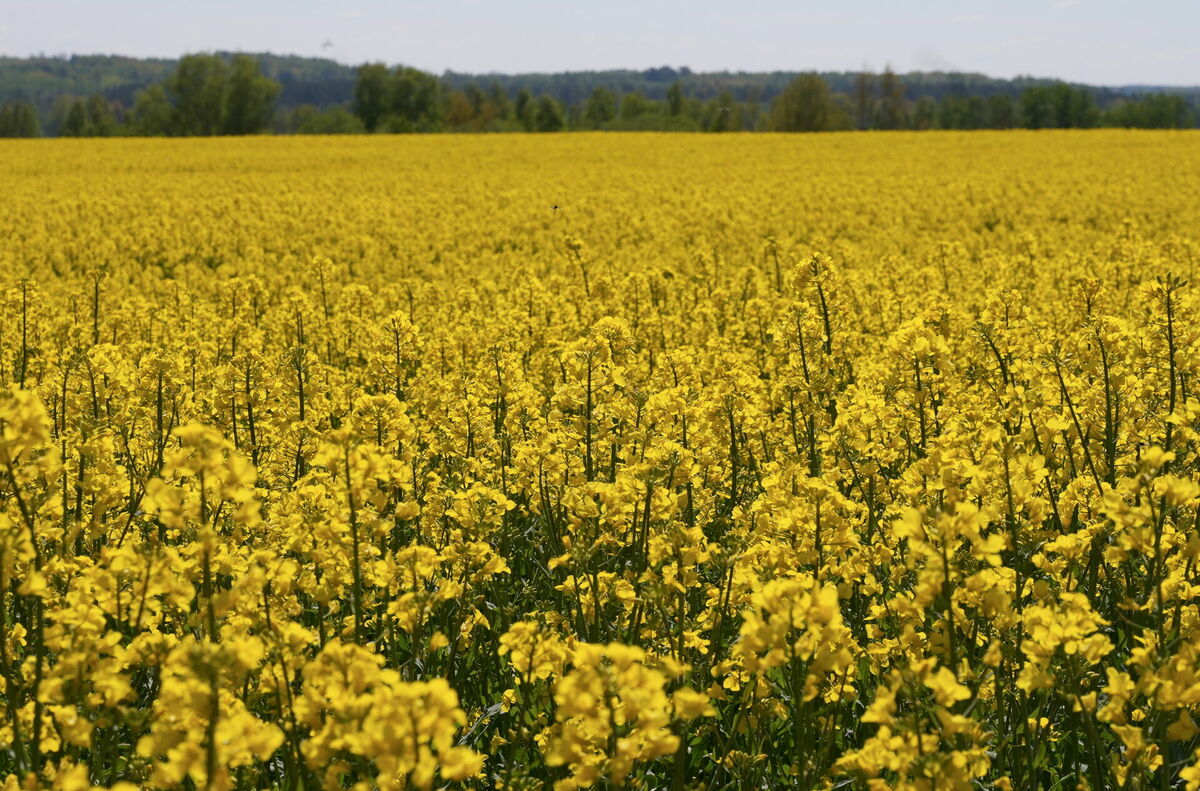 Rapšu lauks Aizkraukles novadā. Foto: Evija Trifanova/LETA