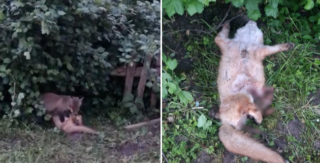 Foto: Ekrānšāviņš no žurnāla "Medības" video