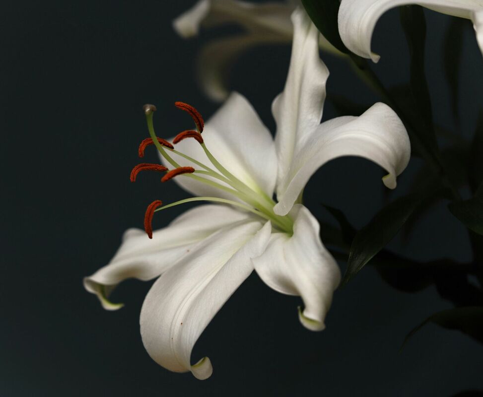 Foto: Bernd Dittrich, Unsplash.com