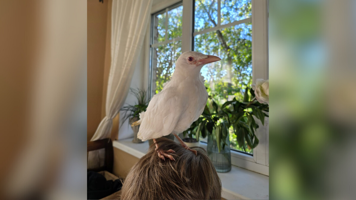 Foto: Ilze Skangale/Liepajniekiem.lv