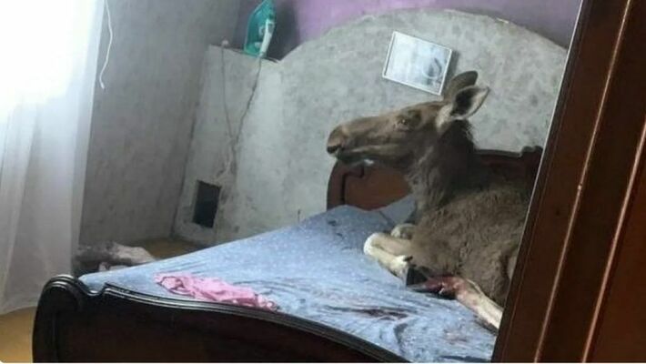 Ekrānuzņēmums no foto Oriģināls: KOMKUR.INFO