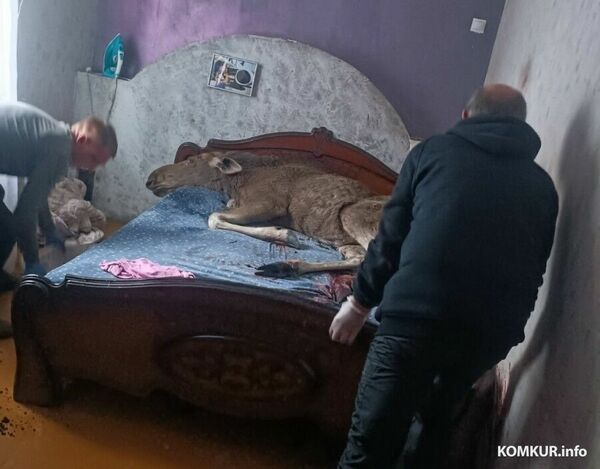 Ekrānuzņēmums no foto Oriģināls: KOMKUR.INFO