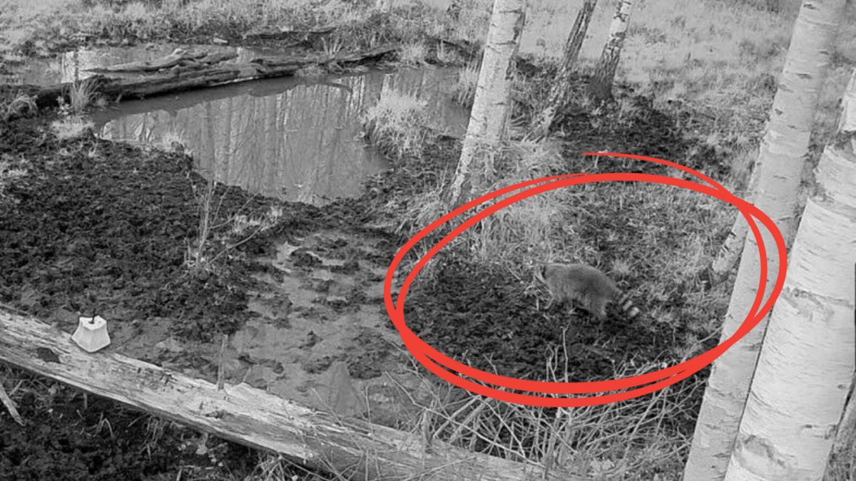 Foto: Žurnāla "Medības" lasītājs