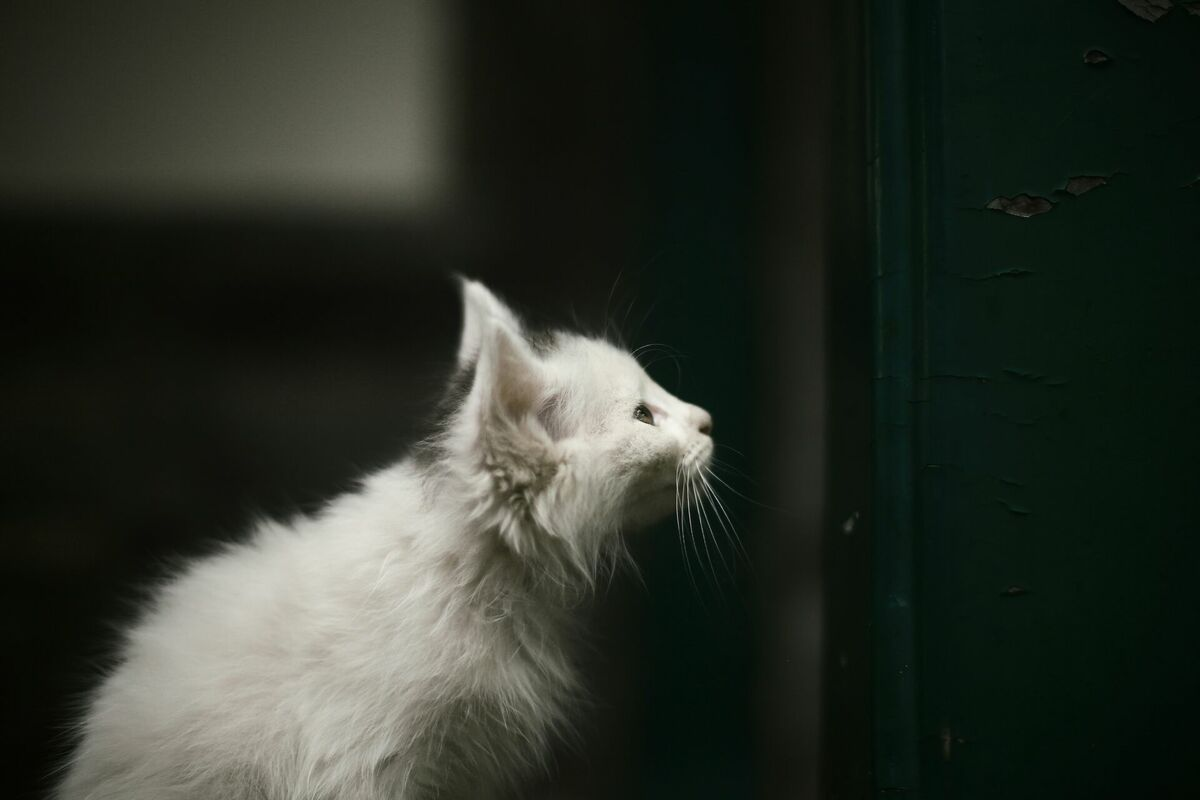 Kaķis. Foto: Unsplash