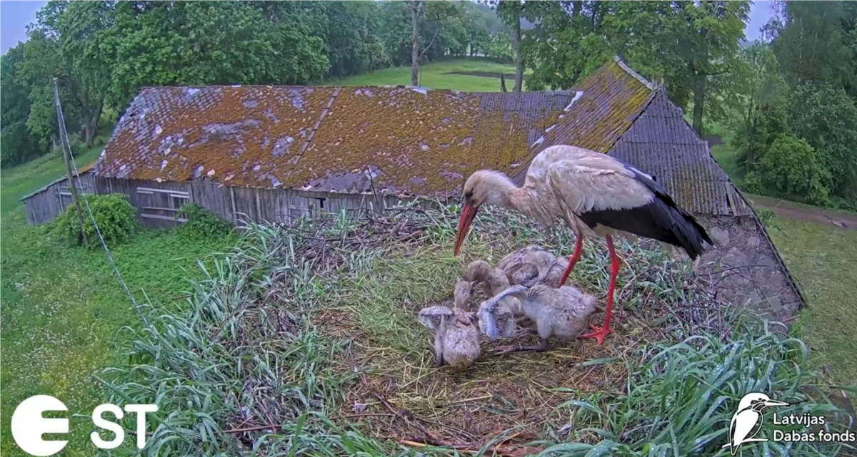 Foto: Ekrānuzņēmums no tiešraides