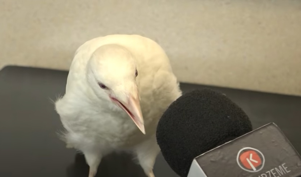 Ekrānuzņēmums no LTV ziņu sižeta