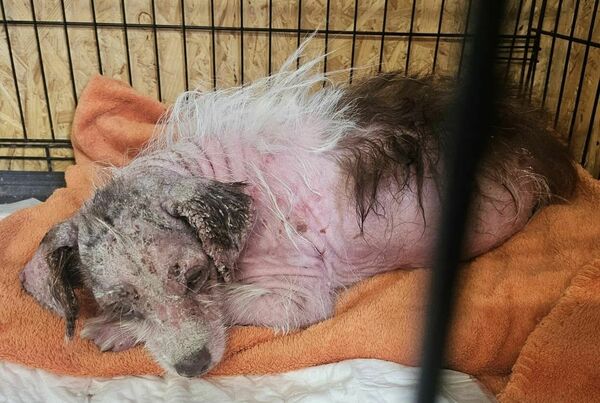 Foto: Ķepu sargi, dzīvnieku aizsardzības biedrība