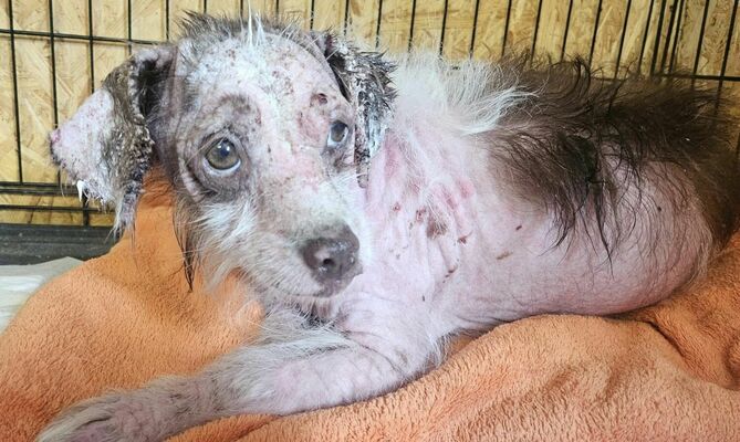 Foto: Ķepu sargi, dzīvnieku aizsardzības biedrība