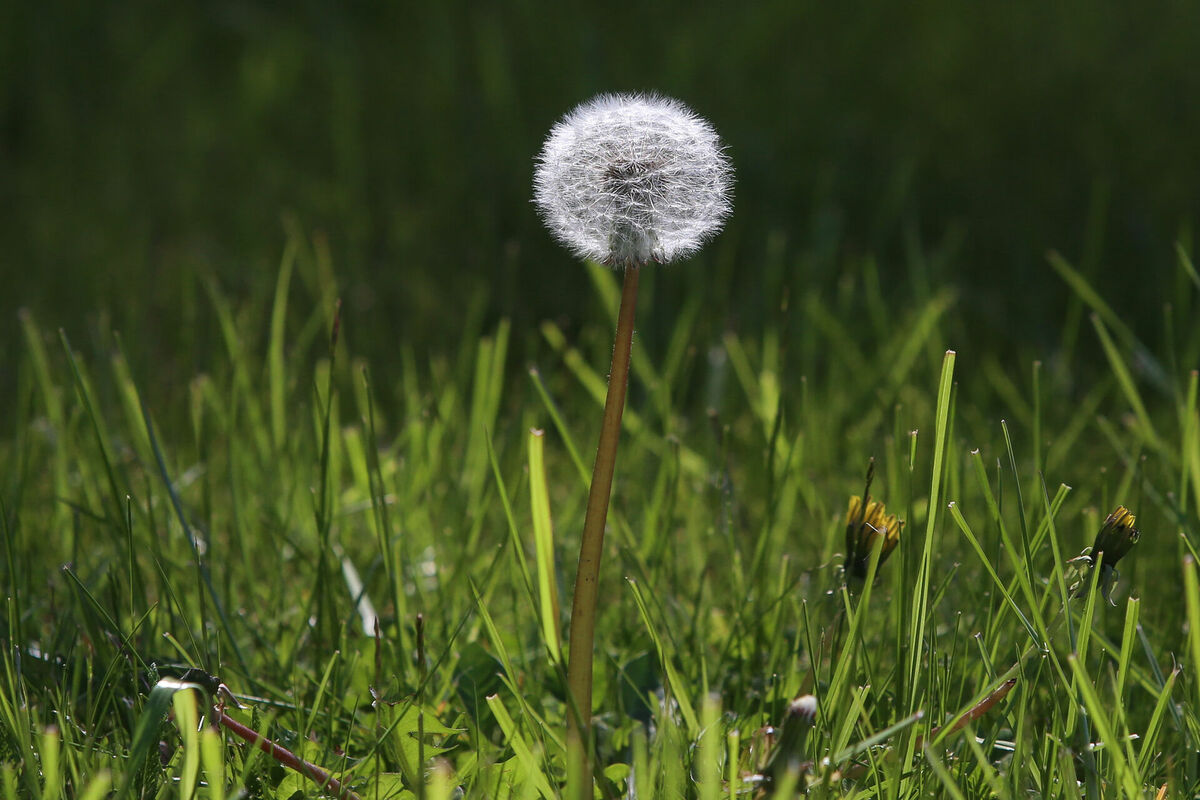 Foto: Paula Čurkste/LETA