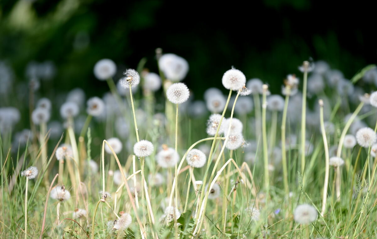 Noziedējušas pienenes. Foto: Zane Bitere/LETA