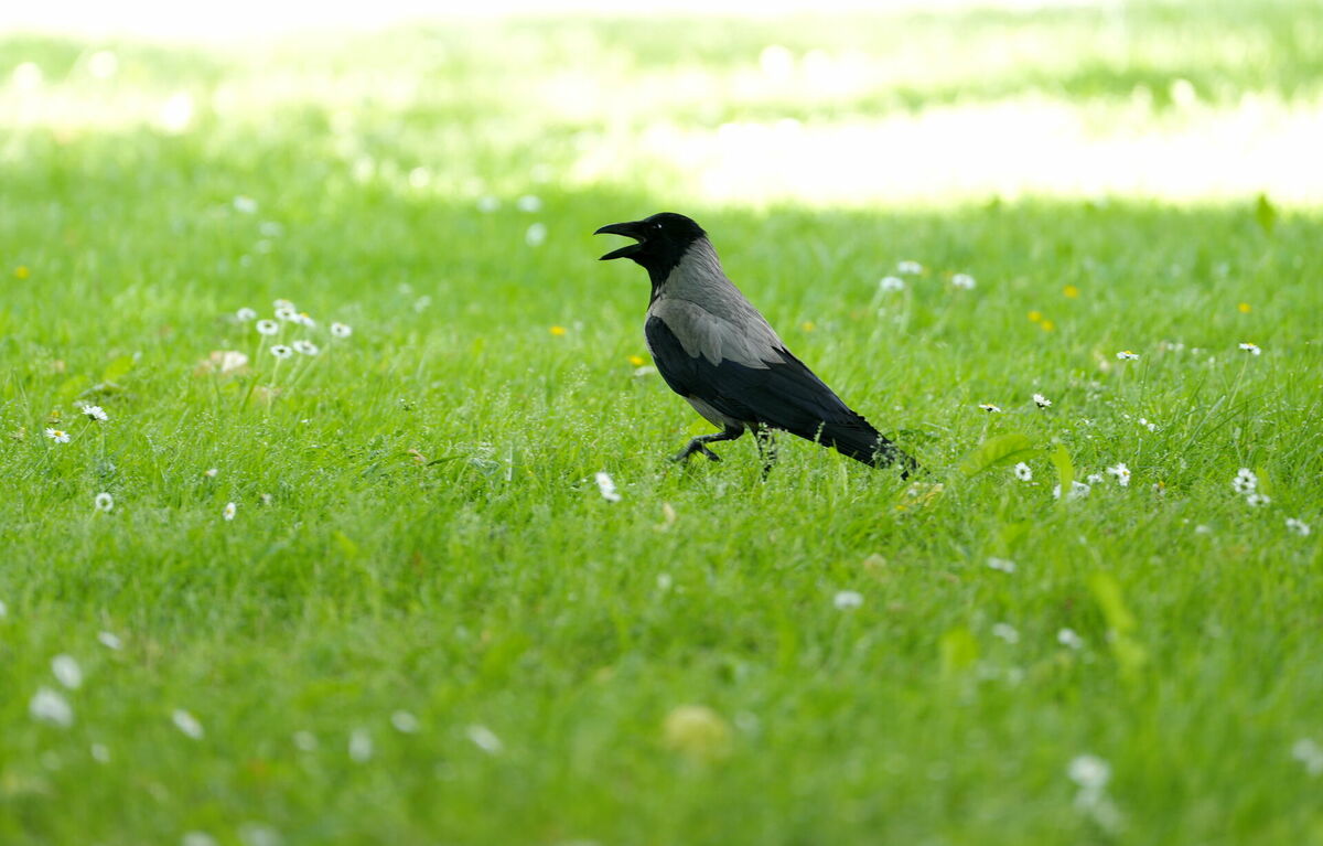 Foto: Zane Bitere/LETA