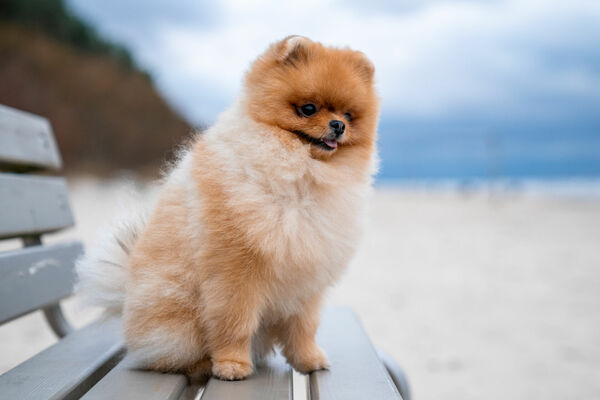 Pomerānietis. Foto: freepik